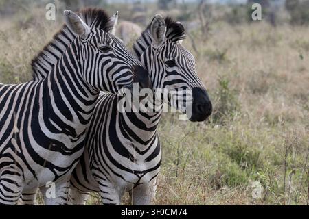 Nahaufnahme von zwei wilden Ebenen-Zebras (Equus quagga) mit detaillierten schwarz-weißen Streifenmustern im Sabi Sands Game Reserve, Südafrika. Stockfoto