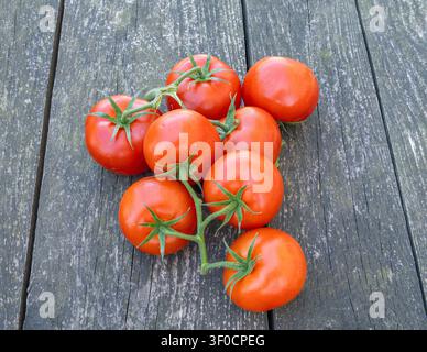 Frische rote Tomaten an der Ranke, die auf einem rustikalen Holztisch ruhen, von oben betrachtet. Natürliches Licht, einfacher Farmstil, gesundes Lebensmittelkonzept mit hellem c Stockfoto