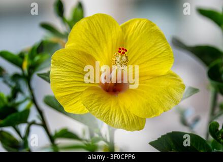 Eine Nahaufnahme einer gelben Hibiskusblüte Stockfoto