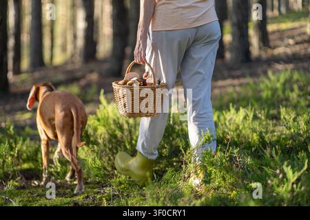 Verfolgt einen Outdoor-, Foraging- und aktiven Lebensstil, Frau Sammlerin Haustierbesitzerin geht im Wald mit Hund spazieren. Stockfoto