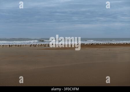 Entfernte Wellen brechen an einem weiten, leeren Strand. Bewölkte Himmel türmen sich über der ruhigen Küstenlinie. Eine Schar Möwen steht entlang des nassen Sandes. Die Flut zieht sich zurück Stockfoto