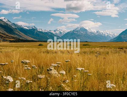 Neuseeland, zeigt den schneebedeckten Aoraki / Mount Cook in den Southern Alps, mit einem weiten goldenen Grasfeld im Vordergrund, unter einer teilweise bewölkten s Stockfoto