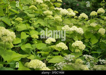 Blühende weiße Hortensien in einem Garten Stockfoto