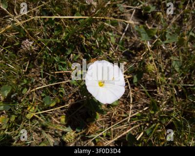 Einzige weiße Ackerkratzblume, die auf dem Boden blüht, Nahaufnahme von Convolvulus arvensis Wildblume in einer grasbewachsenen Sommermahd Stockfoto