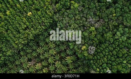 Luftbild zeigt eine Palmenplantage, die einen üppigen grünen Wald begrenzt Stockfoto