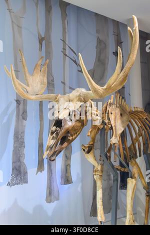 Das Skelett eines Elchs (in Nordamerika als Moose bekannt), Alces alces, Museum des Schlosses Bled, Slowenien. Stockfoto