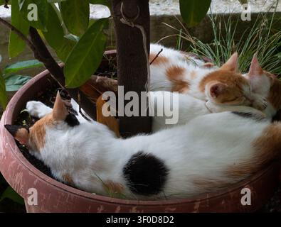 Mutter-Kalturkatze und ihre beiden kleinen Ingwerkätzchen schlafen friedlich zusammen in einem großen Blumentopf in einem sonnigen Garten während der Sommersaison. Stockfoto