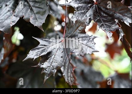 Ahornblatt (Acer) nach dem Regen. Markante farbenfrohe Blätter in einem Garten in den schottischen Highlands Stockfoto