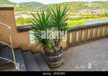 Yucca-Palme in hölzernem Fass auf der Terrasse mit malerischem Blick auf das Flusstal Stockfoto