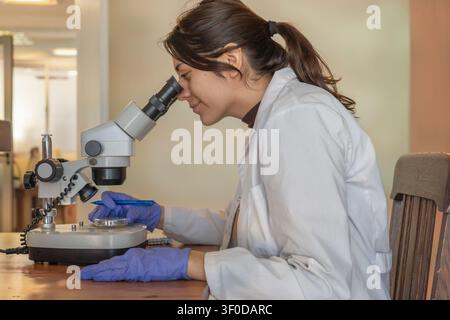Seitenansicht einer jungen Wissenschaftlerin in weißem Laborkittel und blauen Handschuhen, die konzentriert durch ein Stereomikroskop schaut und dabei eine Petrischale hält Stockfoto