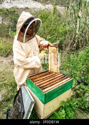 Imker in Schutzkleidung inspiziert Honigbienenwaben in einer Bienenwiese in Ecuador. Traditionelle Imkerpraktiken unterstützen die Honigproduktion Stockfoto