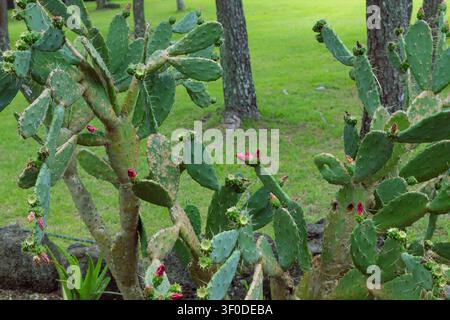Blühender Opuntie-Kaktus mit rosa Blütenknospen im Garten Stockfoto