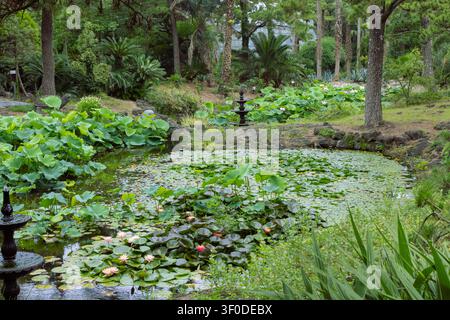 Blühende Lotusblumen und grüne Blätter in einem natürlichen Teich Stockfoto