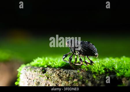 Ein schwarzer Rüsselkäfer mit strukturierter Schale läuft über hellgrünes Moos auf nassem Stein, Nahaufnahme-Makro zeigt detaillierte Beine und natürliche Waldatmosphäre Stockfoto