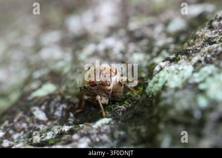 Eine braune Zikade mit roten Augen, die auf moosbewachsenem Rindenstamm sitzt, Nahaufnahme Makro, das die strukturierte Schale und die zarten Beine in einer natürlichen Umgebung im Freien zeigt, mit s Stockfoto