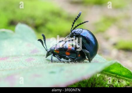 Ein irisierender Blattkäfer, der sich auf einem grünen Blatt paart, mit geringer Schärfentiefe, Nahaufnahme von Insektenverhalten in natürlichem Habitat, das Textur und co zeigt Stockfoto