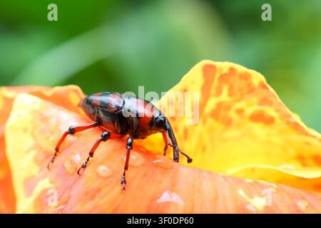 Ein rot-schwarzer Rüsselkäfer auf einem orangefarbenen tropischen Blütenblatt mit Wassertropfen, Nahaufnahme-Makro, das Textur, Antennen und glänzenden Exoskelett zeigt Stockfoto