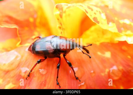 Ein rot-schwarzer Rüsselkäfer auf einem orangefarbenen Blütenblatt mit Wassertropfen, Nahaufnahme-Makro, das die strukturierte Schale und die Fühler bei hellem natürlichem Licht zeigt Stockfoto