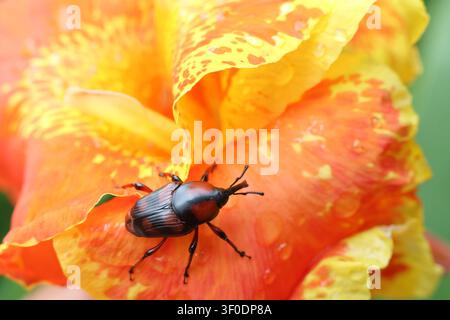Ein roter Rüsselkäfer auf einem orangefarbenen und gelben Blütenblatt mit Wassertropfen, Nahaufnahme-Makro, das die Insektenstruktur und nasse Blumendetails zeigt Stockfoto