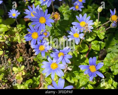 Büschel kleiner blauer feliciaähnlicher Felicia-amelloides-Blüten mit gelben Mittelpunkten und glänzenden grünen Blättern, die in einem Gartenbeet wachsen. Stockfoto