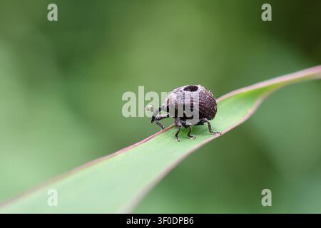 Ein kleiner schwarzer Rüsselkäfer auf einem grünen Blatt mit weichem Bokeh-Hintergrund, Nahaufnahme eines Insekts, das Textur und Fühler bei natürlichem Licht zeigt Stockfoto