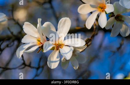 Nahaufnahme von weißen Stern-Magnolienblüten an einem Ast während der Goldenen Stunde in Vancouver, British Columbia, Kanada. Stockfoto