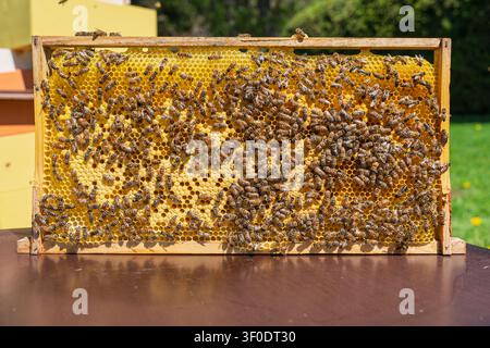 Honigbienen auf einem Holzrahmen mit Wachs-Waben, gefüllt mit frischem goldenem Honig im Bienenstock Stockfoto
