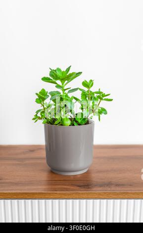 Kleine grüne Topfpflanze auf einem Holztisch vor einer weißen Wand Stockfoto