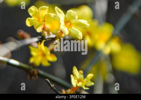 Nahaufnahme von blühenden gelben Winterjasminblüten an einem Ast im Frühlingssonnenschein Stockfoto