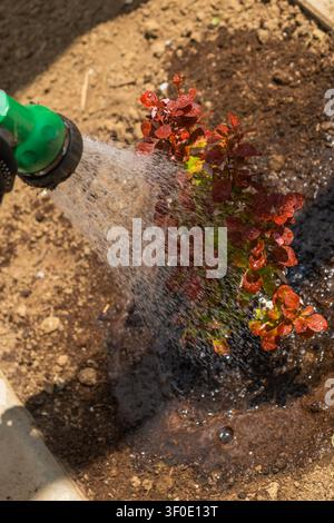 Bewässerung eines lebhaft rot belaubten Busches mit einem grünen Gartenschlauch in einer Außenumgebung. Der Boden um die Pflanze ist dunkel und feucht, mit Wassertropfen, die auf den Blättern glitzern. Stockfoto