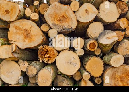 Niederlande – Nahaufnahme von gestapelten geschnittenen Holzblöcken, die natürliche Ringmuster und Texturen in einem Holzstapel zeigen. Stockfoto