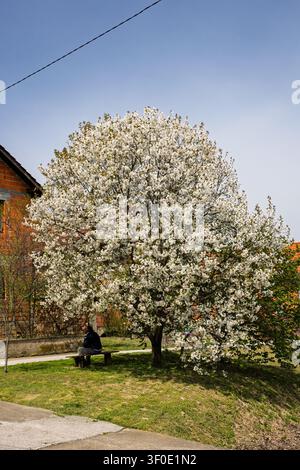 Ein einsamer Mann sitzt auf einer Holzbank unter einem großen weiß blühenden Kirschbaum im Frühling, neben einem roten Backstein-Dorfhaus, was Ruhe und Reflexion vermittelt Stockfoto