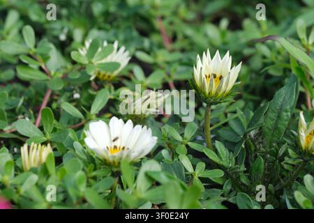 Weiße Gazanienblüten und blühende Knospen, die zwischen üppigem grünen Laub in einem sonnigen Sommergarten wachsen. Frische Zierpflanzen mit selektivem Fokus repräs Stockfoto