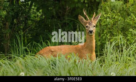 Ein Seitenblick auf einen jungen männlichen Rehbock, der auf einer ländlichen Wiese in Flandern steht und authentische belgische Tierwelt einfängt. Stockfoto