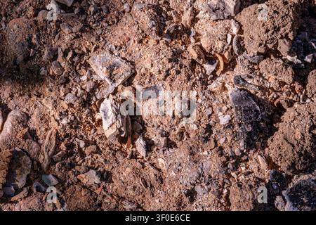 Nahaufnahme von trockenem Boden gemischt mit kleinen Steinen, Kies und erdigen Texturen. Die natürliche Oberfläche betont die raue und trockene Umgebung. Macht es ide Stockfoto