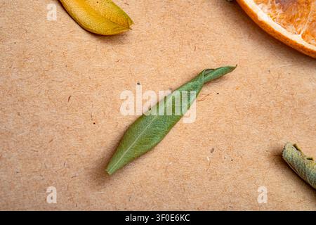 Grüne und gelbe getrocknete Blätter auf texturiertem Hintergrund. Zeigen natürliches Muster, organische Oberfläche, herbstliche Stimmung und erdigen Detail. Getrocknete Blätter mit Teil Stockfoto