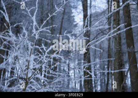 Das Bild zeigt eine Nahaufnahme von Baumzweigen, die stark mit zartem weißen Raureif bedeckt sind, mit einem sanft verschwommenen Winterwald im Hintergrund Stockfoto
