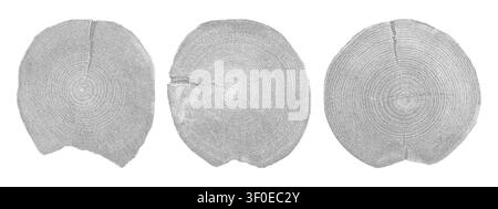 Baumring-Querschnitt, der konzentrische Kreise und authentische Holzmaserung Textur Vektor-Illustration Set zeigt. Stock Vektor