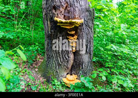 Hellgelbe Schwefel-Lagerpilze, die in einer Gruppe auf der strukturierten rauen Rinde eines alten Baumstamms tief in einer üppigen grünen Sommerwaldlandschaft wachsen Stockfoto