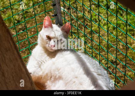 Hübsche weiße Katze entspannt sich bequem in einem gesicherten Katzenauslauf im Freien und genießt warmes Sonnenlicht an einem friedlichen Tag im Hintergartensetting Stockfoto
