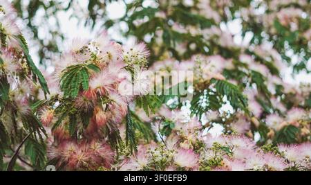 Rosa und weiße Seidenbaumblüten in voller Blüte mit grünen farnenartigen Blättern Stockfoto