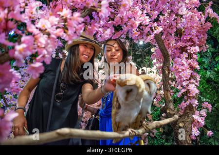 Eulen-Café mit Schleiereulen, die zwischen künstlichen Kirschblüten sitzen, Besucher, die im Inneren eines thematischen Tiercafés in Akihabara, Tokio, Japan, Fotos machen. The Stockfoto