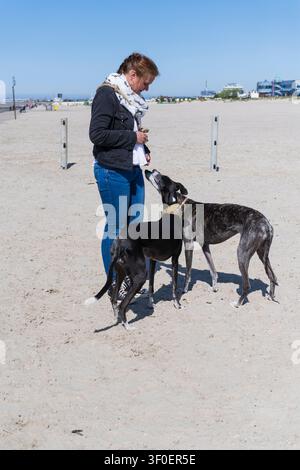 Frau mit Windhunden am Strand in Norddeich Stockfoto