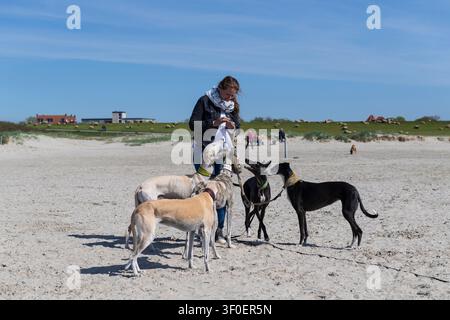 Frau mit Hunden am Strand in Norddeich Stockfoto