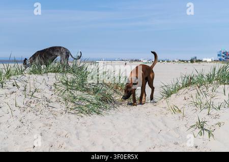 Galgo Espanol und Malinois am Strand in Norddeich Stockfoto