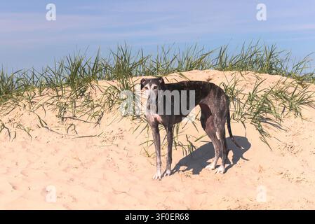 Galgo Espanol am Strand in Norddeich Stockfoto