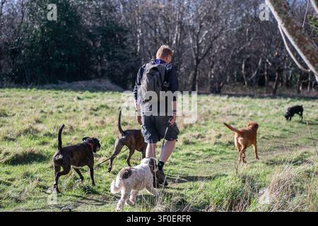 Professioneller Hundeführer im Craigmiller Park, Edinburgh, Schottland Stockfoto