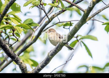Zweigschnäpper in den Ästen einer Ulme Stockfoto