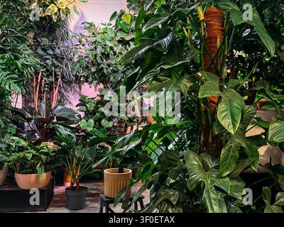 Tropische Kletterpflanzen wachsen dicht auf Moosstangen, umgeben von verschiedenen Topfpflanzen. Großblättrige Zimmerpflanze, Urban Jungle Ästhetik, botanisch Stockfoto