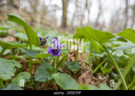 Süßes Veilchen (Viola odorata), auch bekannt als Waldveilchen oder englisches Veilchen, Erftstadt, Nordrhein-Westfalen, Deutschland Stockfoto